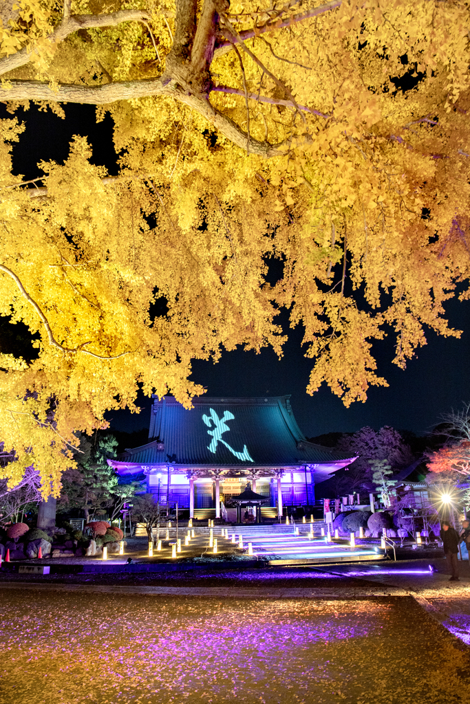 251205_遊行の光1