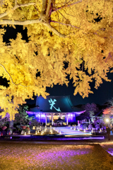 251205_遊行の光1