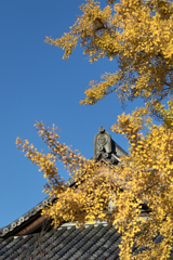 251126_遊行寺の大イチョウ