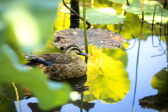 源氏池のカルガモ