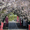 240413_遊行寺いろは坂