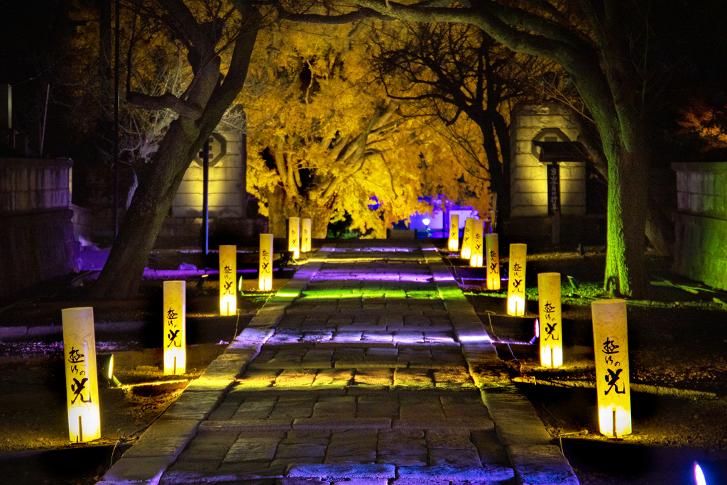 251205_遊行の光3