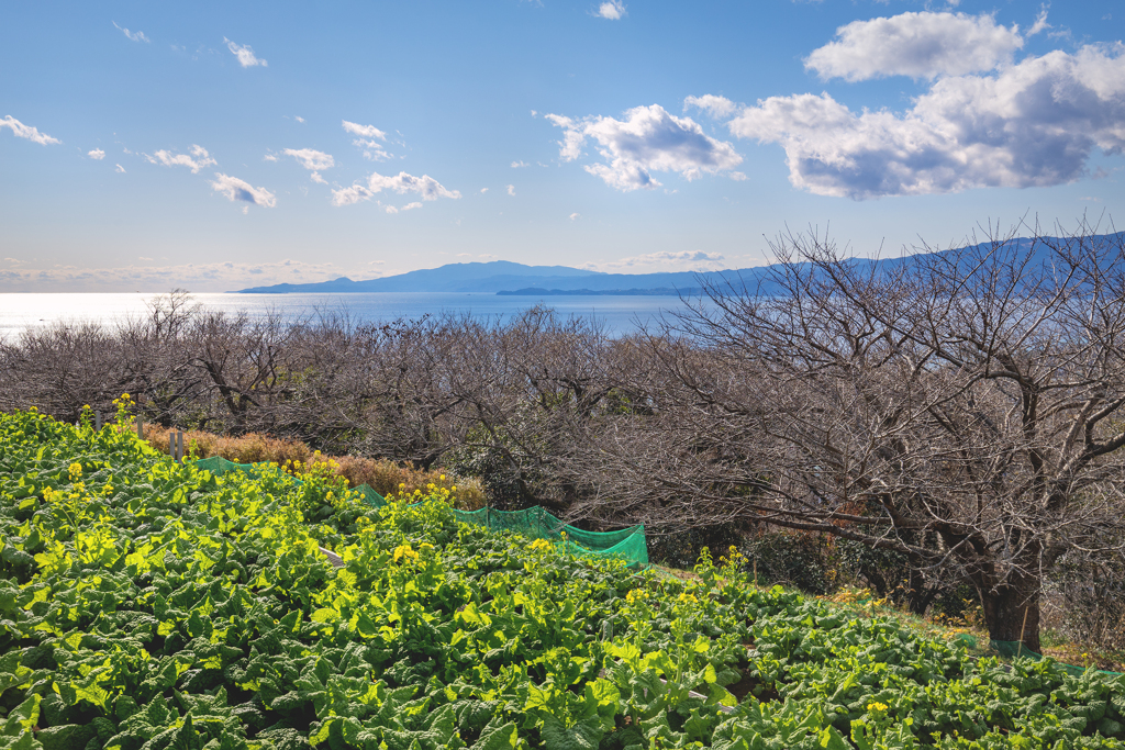 250102_吾妻山公園2