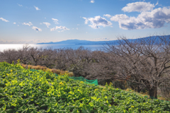 250102_吾妻山公園2