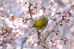 桜とメジロ