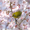 240331_桜とメジロ