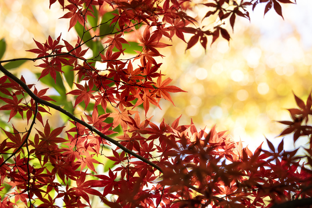 241130_今年の紅葉