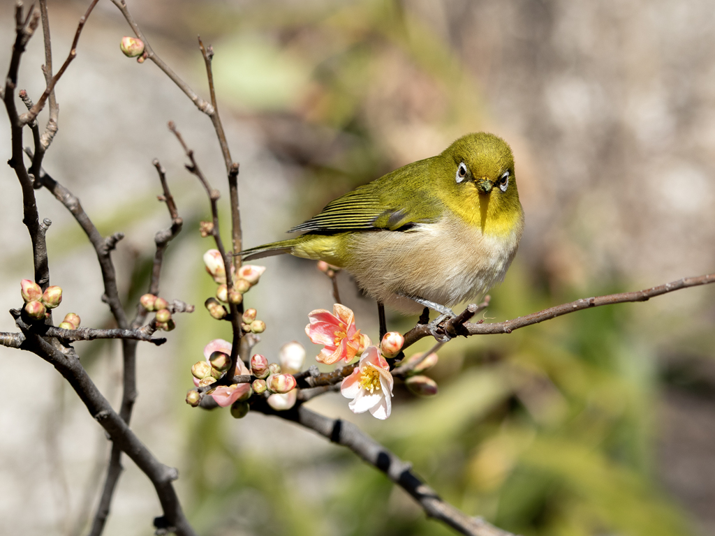 250222_木瓜とメジロ