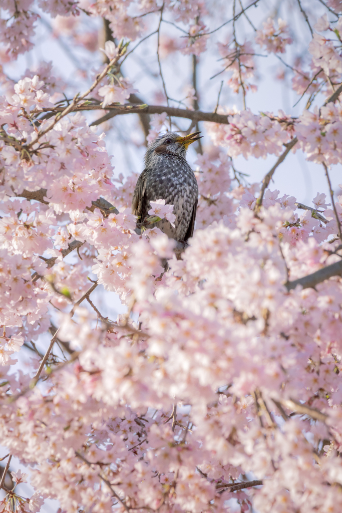 250326_桜とヒヨドリ