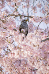 250326_桜とヒヨドリ