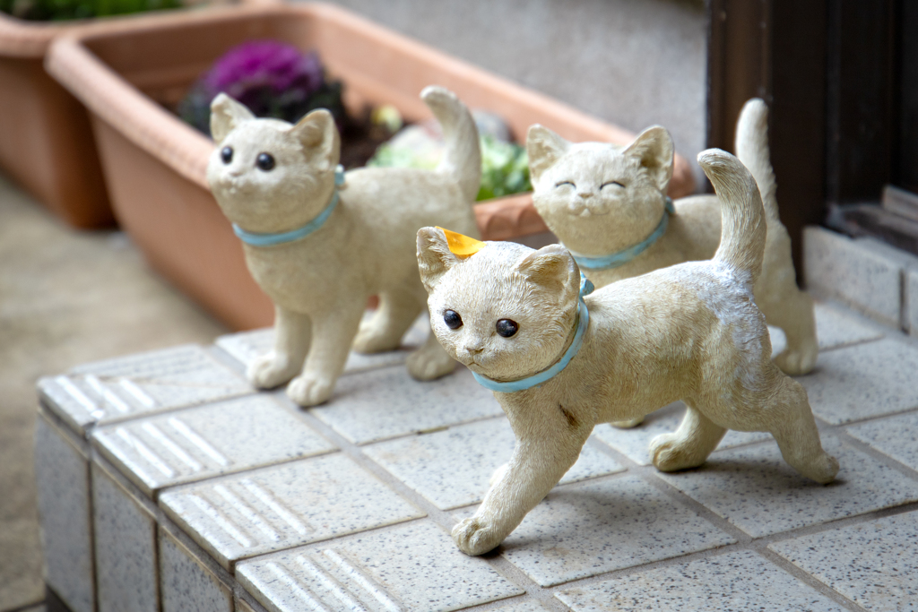 251221＿江ノ島ねこ