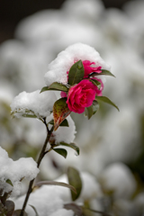 260208_雪とサザンカ