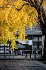 241128_今朝の遊行寺