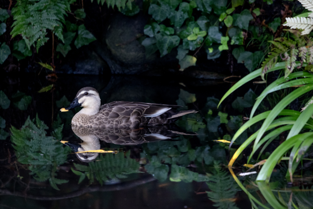 251027_カルガモ