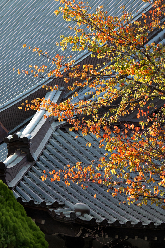 251111_遊行寺の紅葉