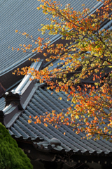 251111_遊行寺の紅葉