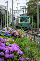 250615_紫陽花と江ノ電