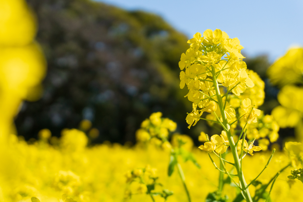 菜の花っ