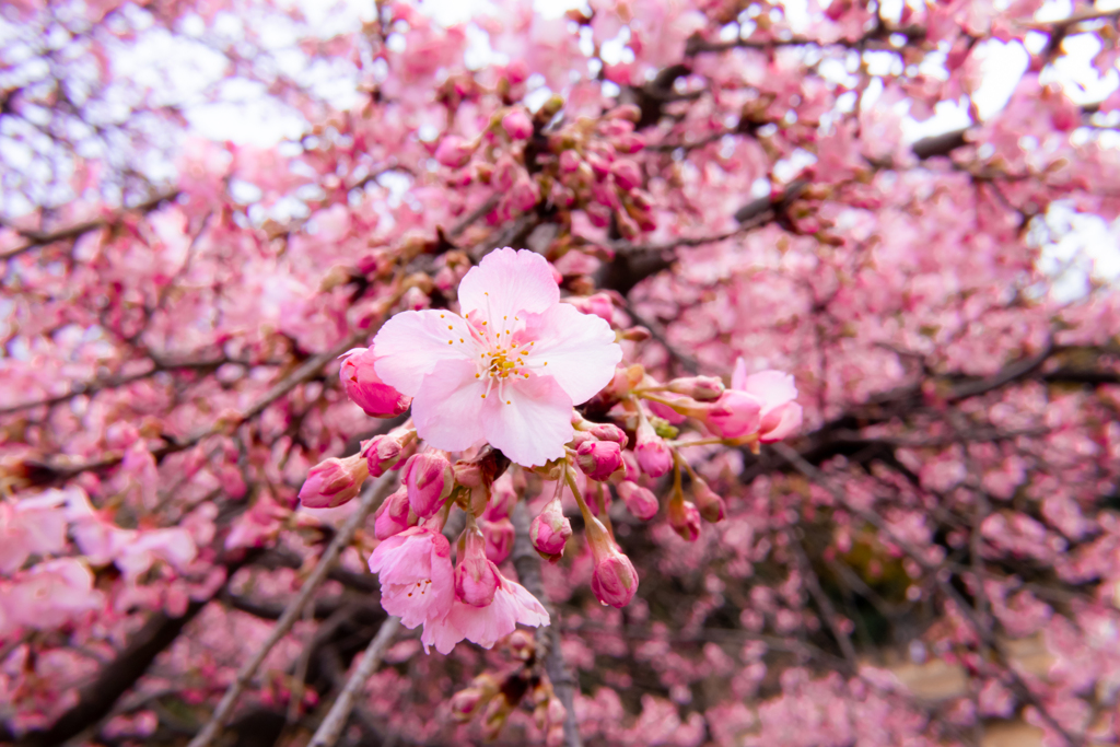 お花撮り