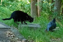 GREEN　EYESとカラスのいざこざ