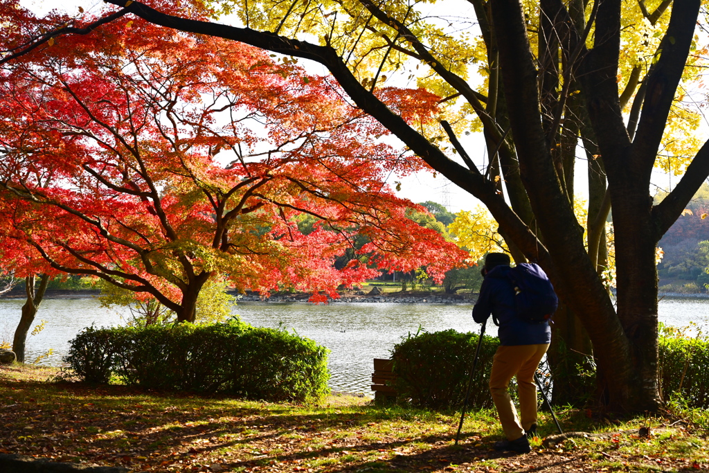 池畔の紅葉