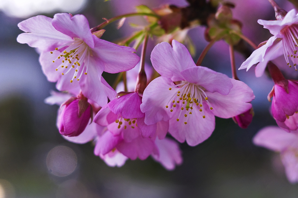 光がやさしく桜に