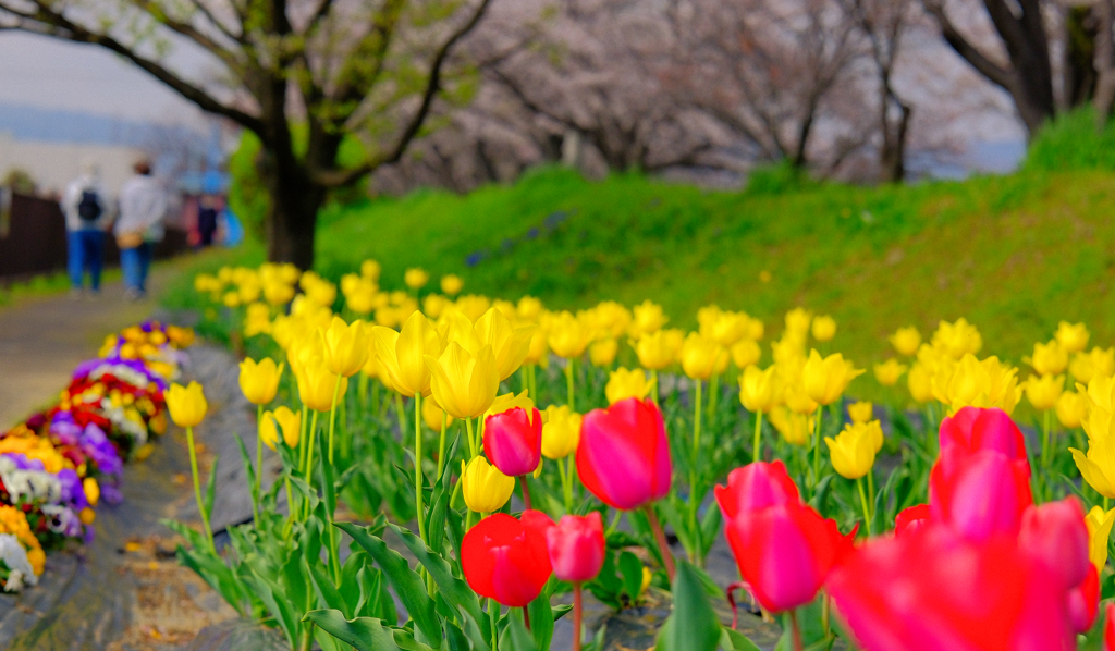 桜堤とチューリップ