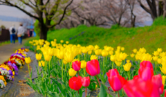 桜堤とチューリップ