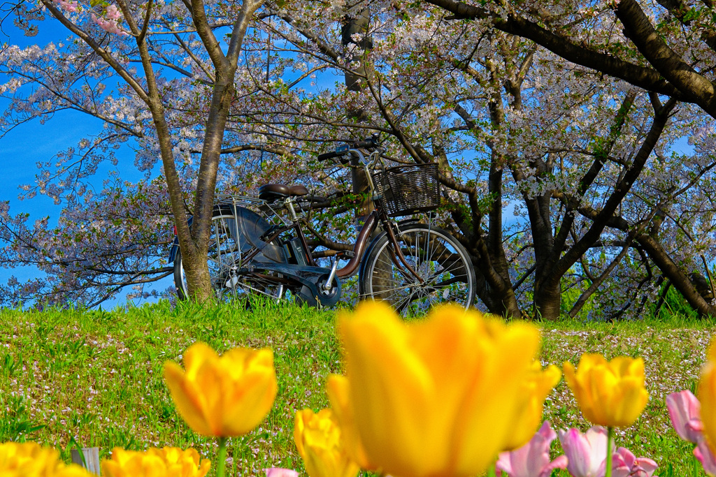 満開桜とチューリップ