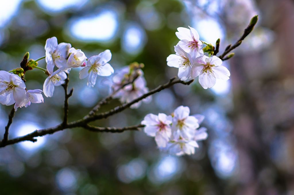 水路の桜