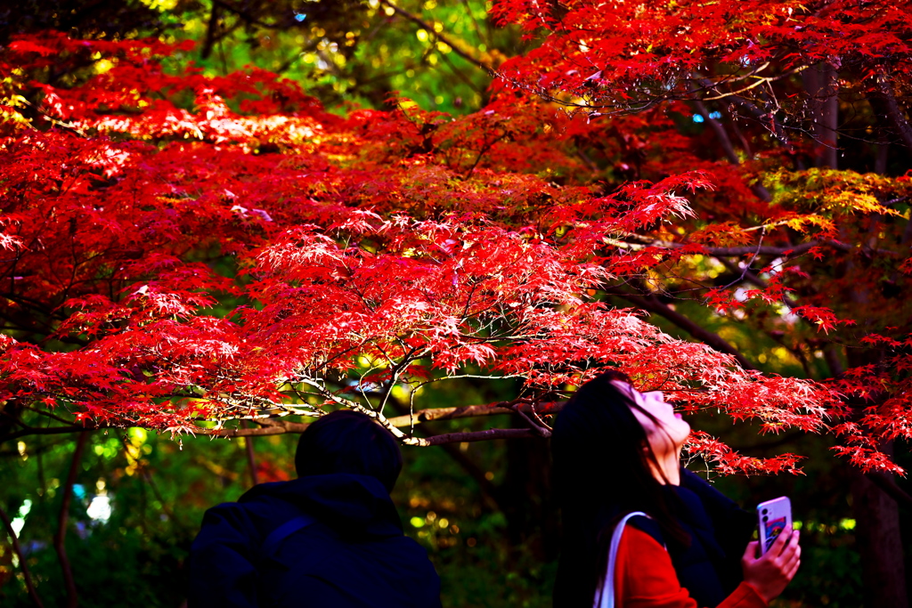 紅葉に魅入る