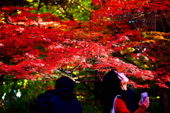 紅葉に魅入る