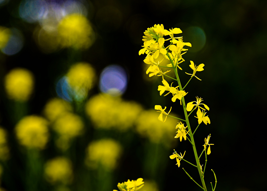 菜の花