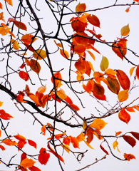 白いキャンバスに紅葉