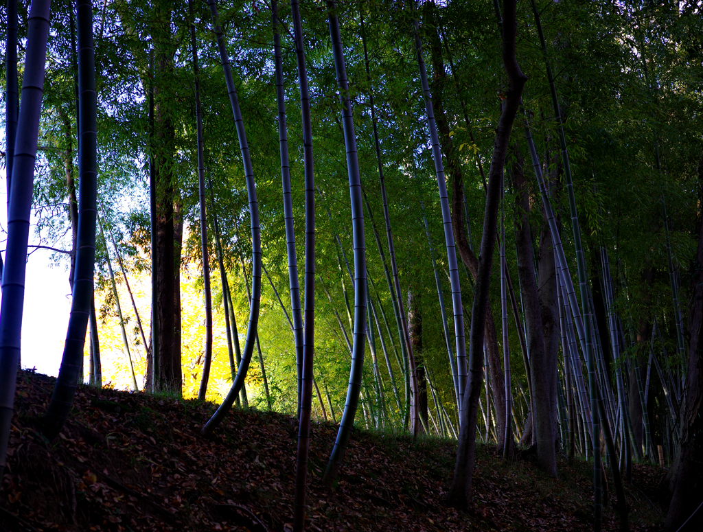 竹林の向こうは銀杏の黄色