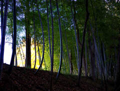 竹林の向こうに銀杏の黄色