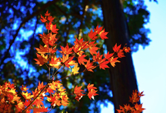 善峯寺紅葉