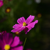 近隣の堤に咲く花