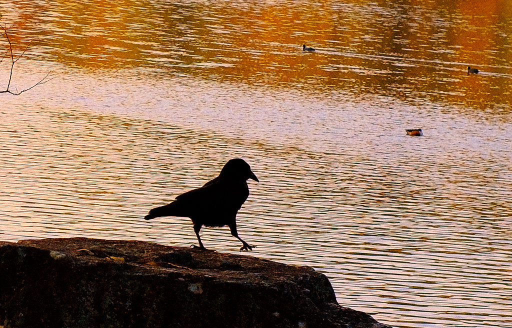 カラスのステップ