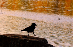 カラスのステップ