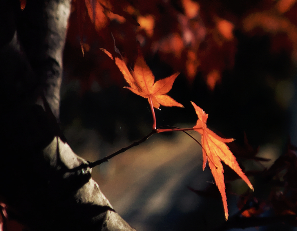 長岡天満宮の紅葉