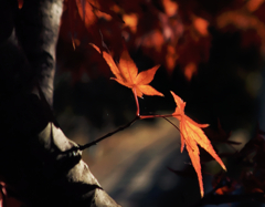 長岡天満宮の紅葉