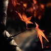 長岡天満宮の紅葉