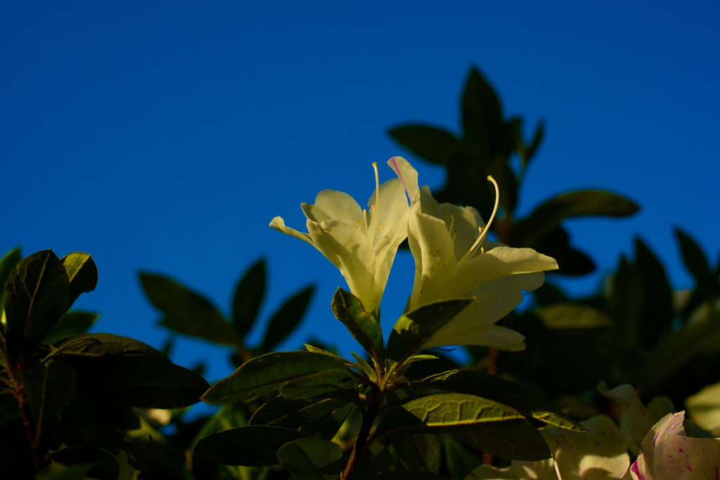 花の丘つつじ