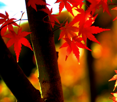 紅葉