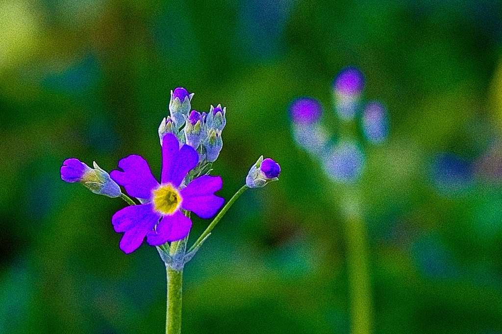 堤に咲く小さな花