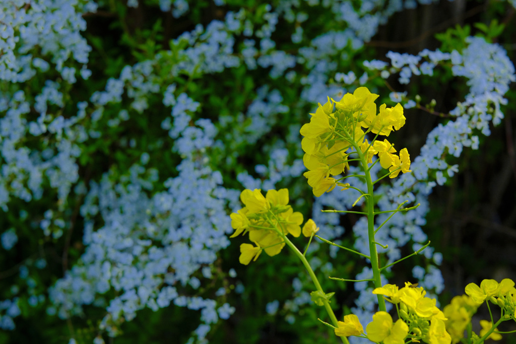 菜の花とユキヤナギ