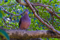 長岡天満宮の鳩