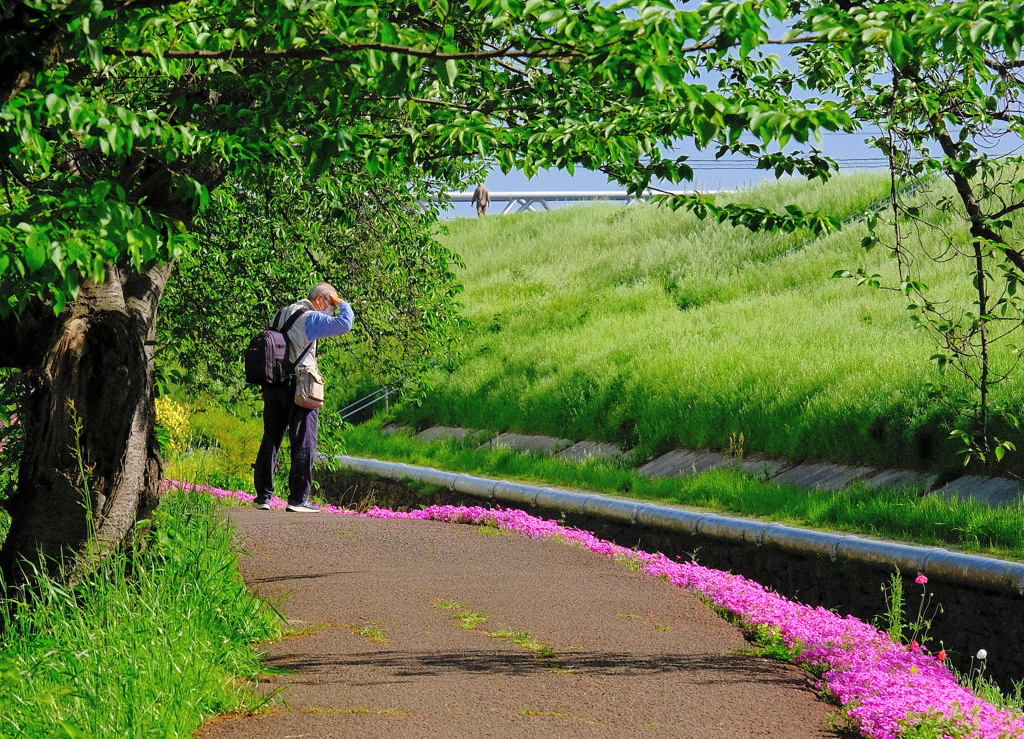 芝桜を楽しむ人堤防を歩く人