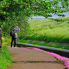 芝桜を楽しむ人堤防を歩く人